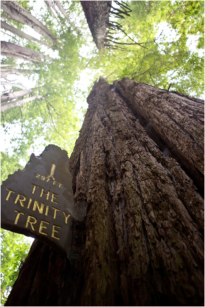 Redwood Tree Shasta County California | Aubrey Rae